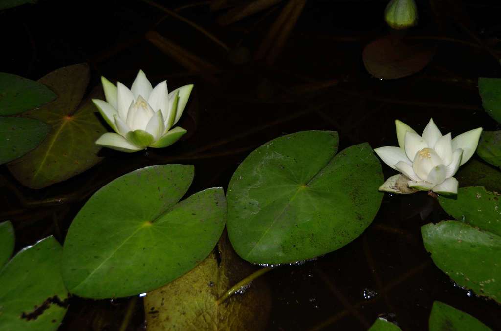 Lemon Chiffon Water Lily