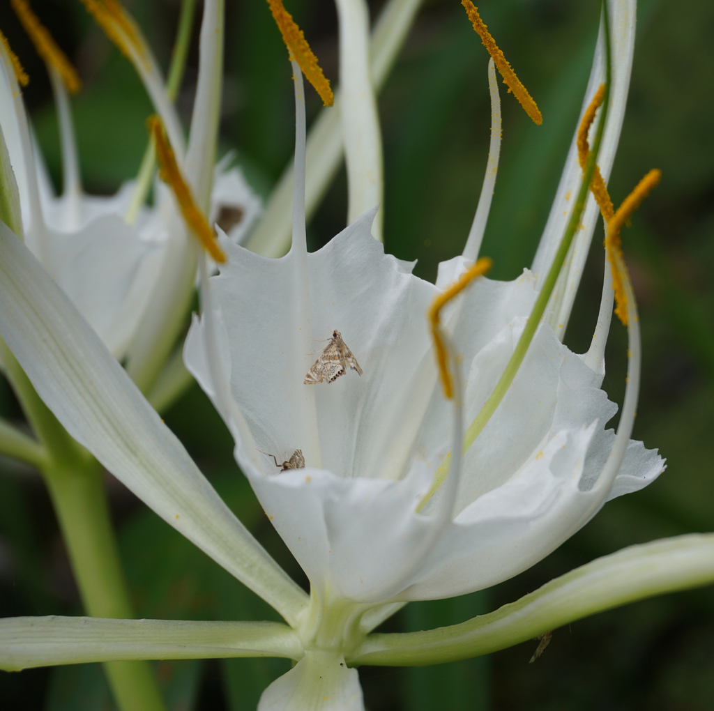 Spider Lily - Photo 3